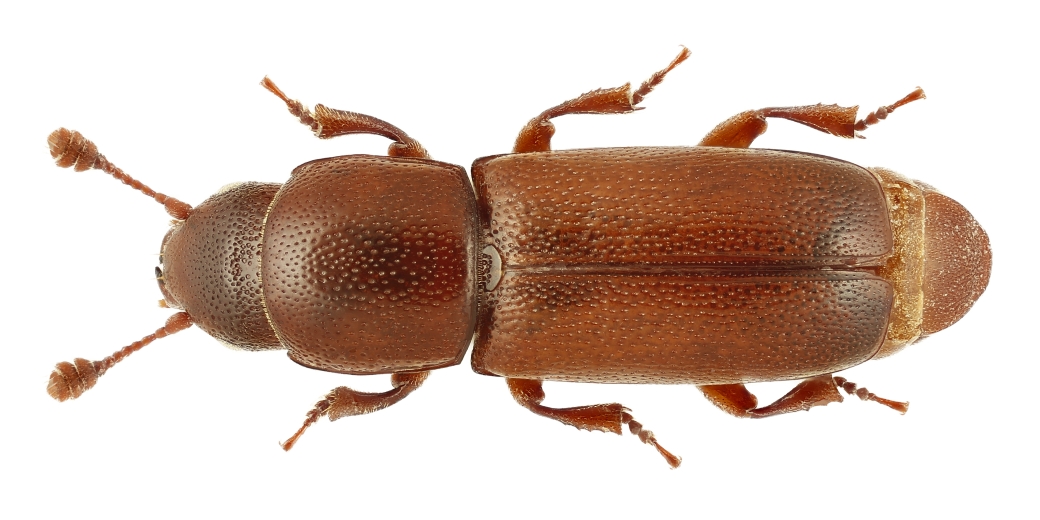 lesknáček dubový (Pityophagus quercus)