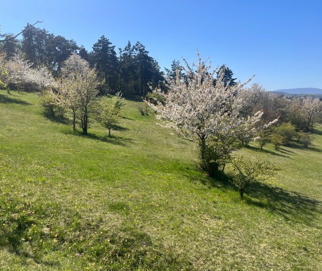 Péče o lokalitu koniklece otevřeného (Pulsatilla patens) Dubový vrch/Zvoníčkov