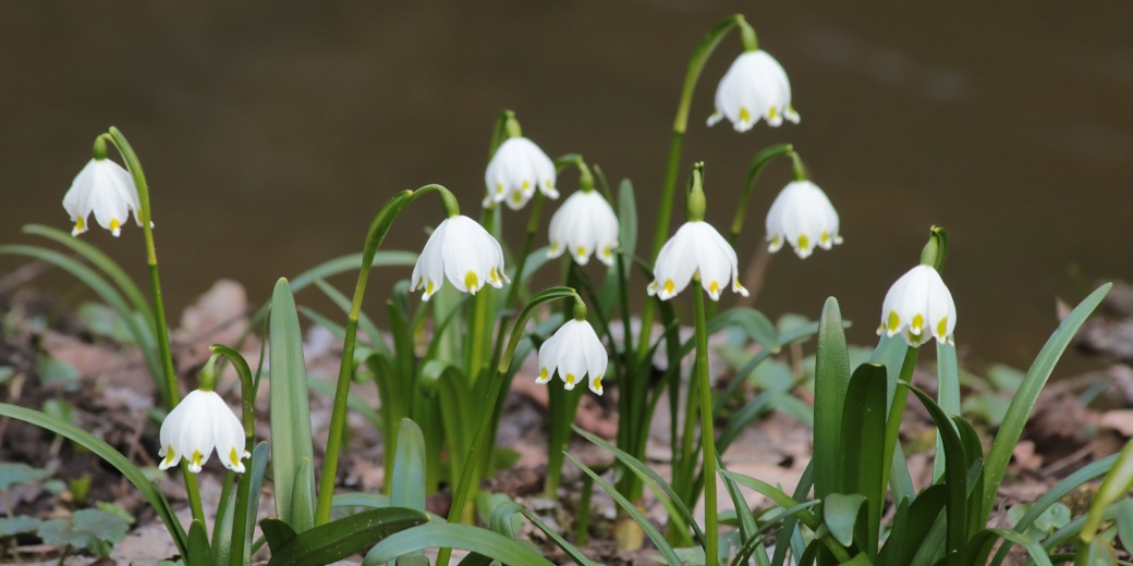 Bledule jarní. Foto Dana Turoňová