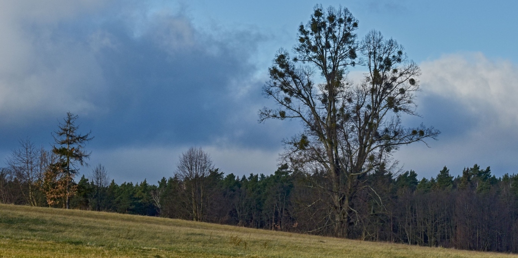 Jmelí na stromě u Kunratic na Liberecku