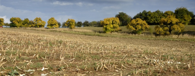 Kukuřičné pole po sklizni.