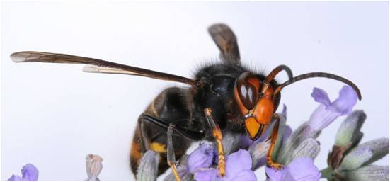 sršeň asijská (www.nonnativespecies.org)