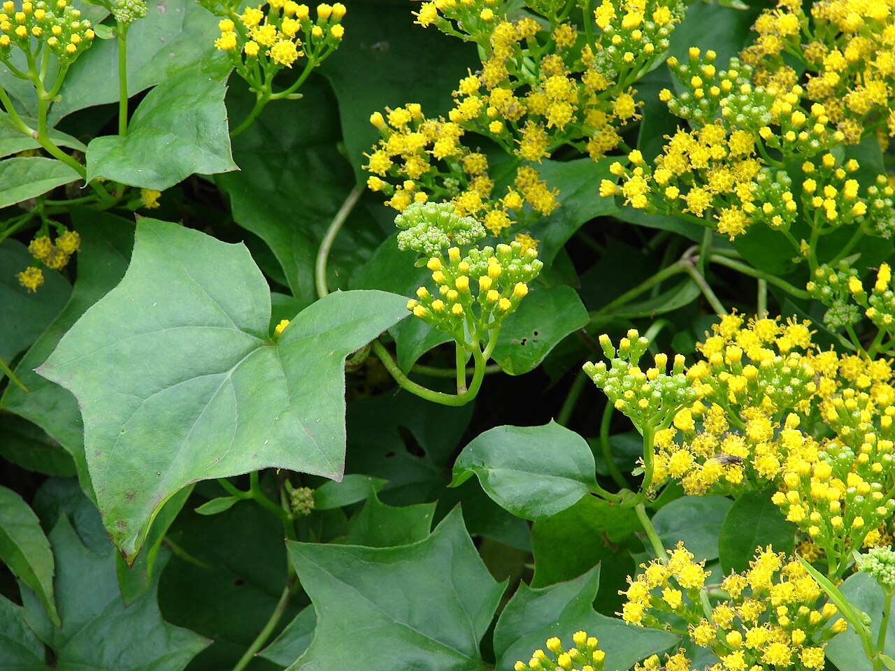 Delairea odorata, foto: Forest & Kim Starr