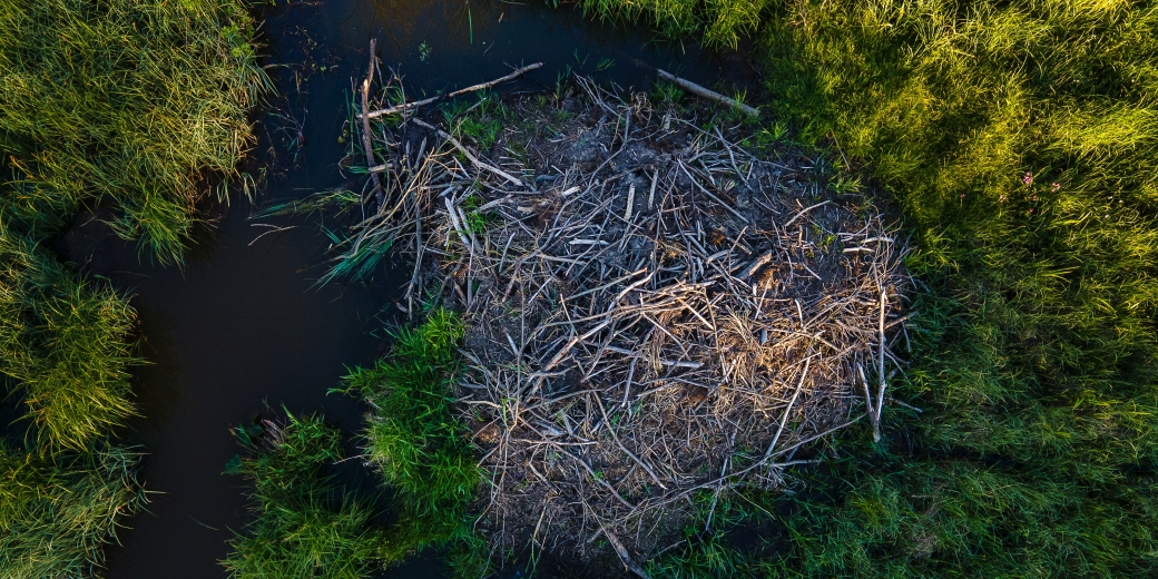 Half-castle created by a beaver