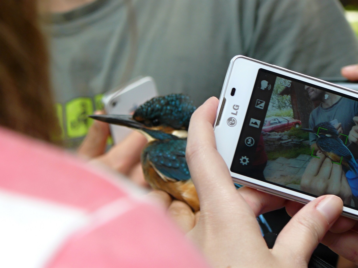 ledňáček říční