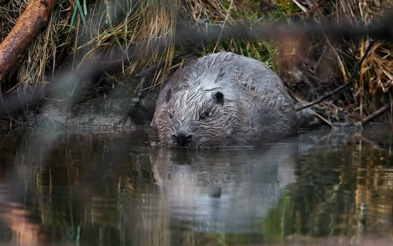 Bobr sedící ve vodě.