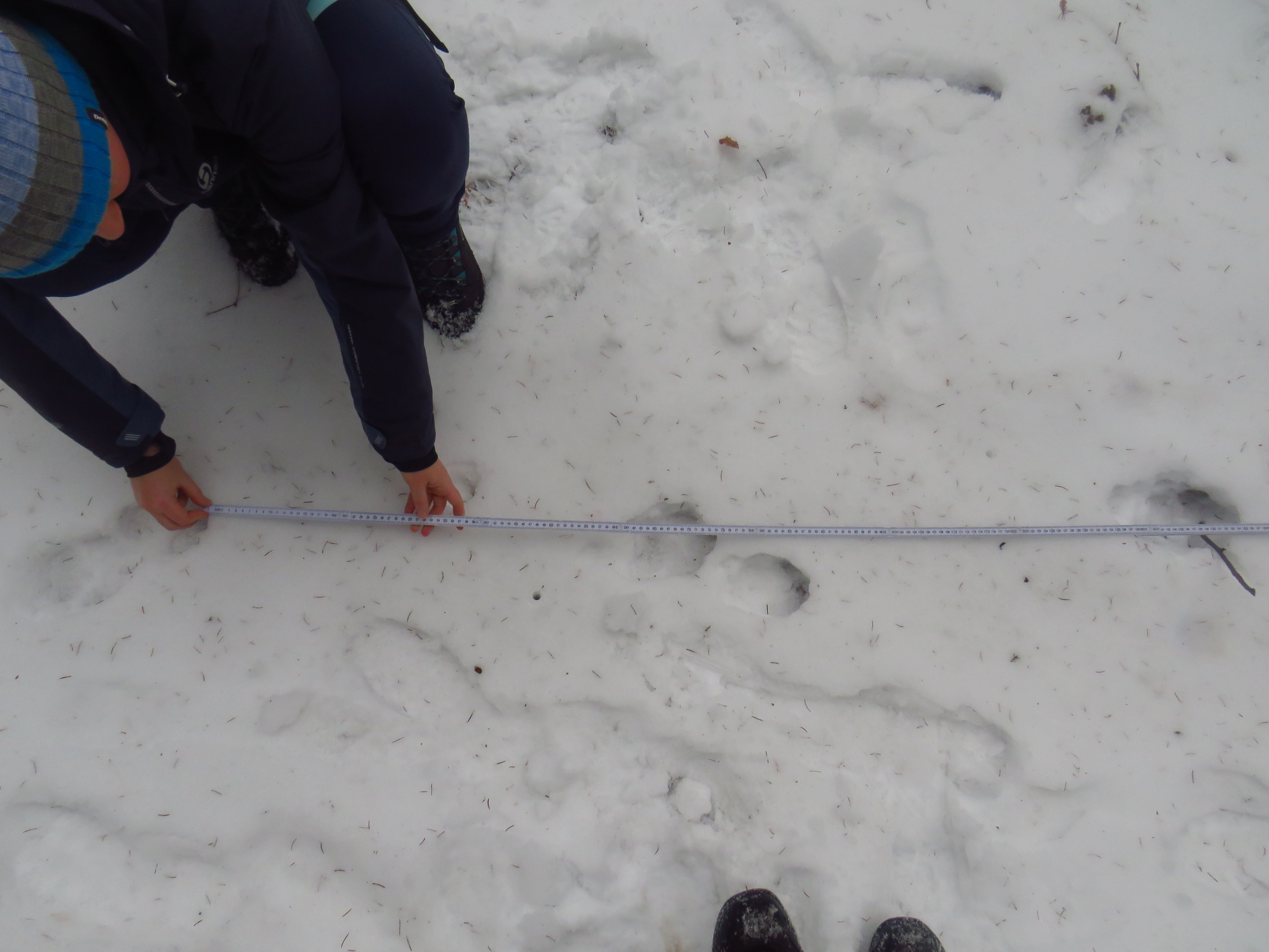 Měření nalezených vlčích stop, foto: Tomáš Krajča