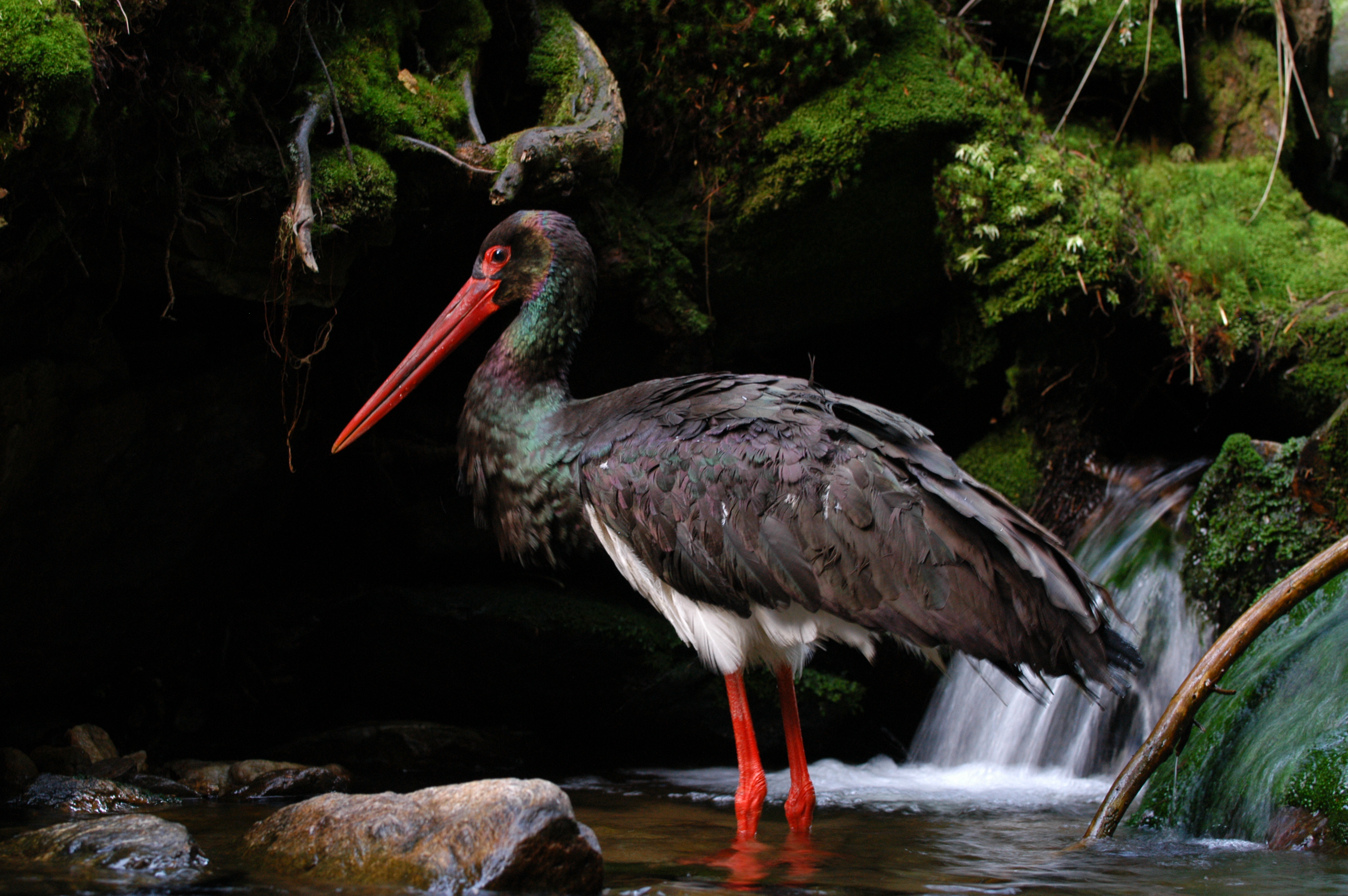 Čáp černý vyhledává čisté toky s množstvím ryb.