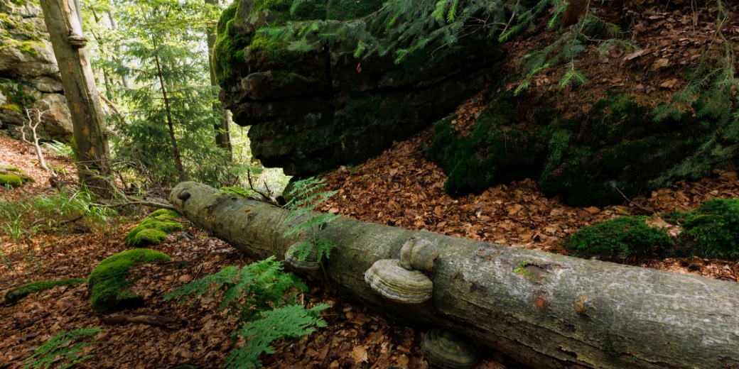 Přírodní rezervace Dlouhá skála