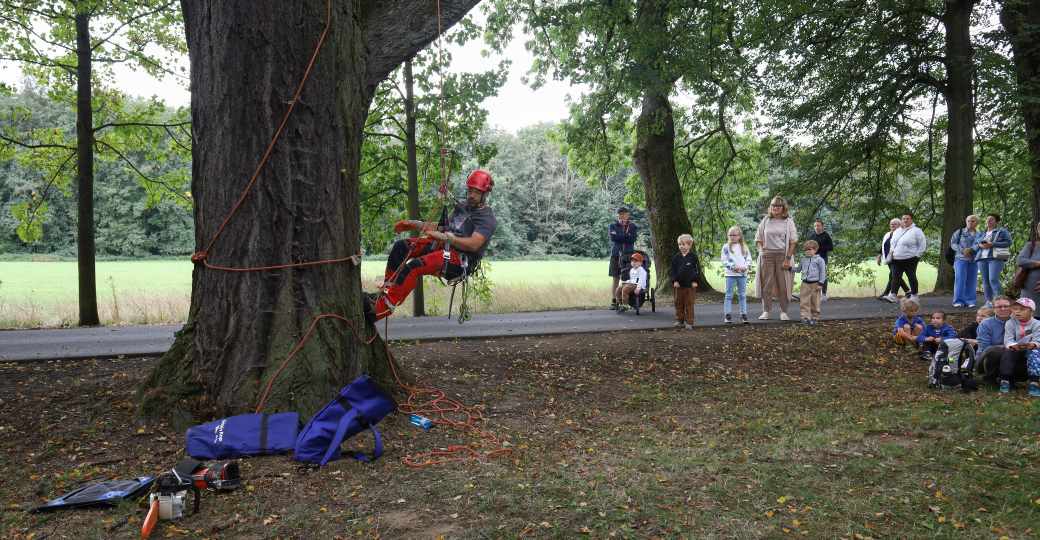 Ukázka arboristického zásahu na památném stromu.