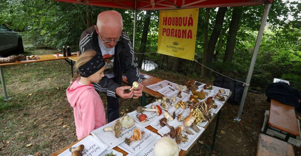 Houbová poradna.