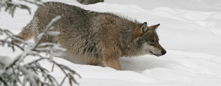 Vlk obecný v zasněžených lesích CHKO Jeseníky.