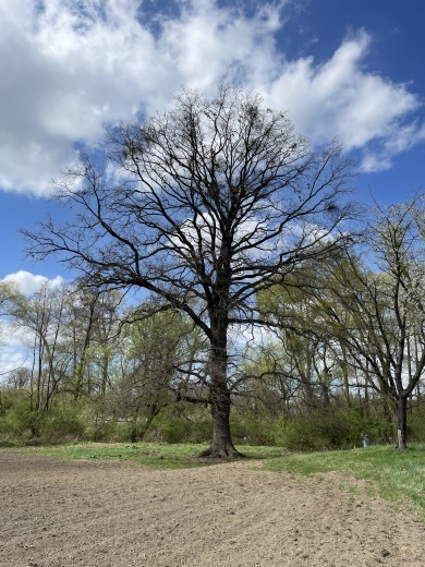 Pohled na Novákův dub.