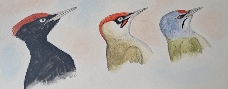 Nakreslený datel černý, žluna zelená a žluna šedá.