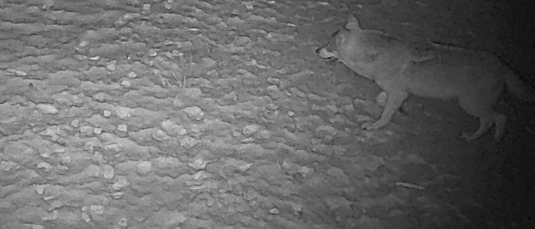 Vlk obecný na fotopasti