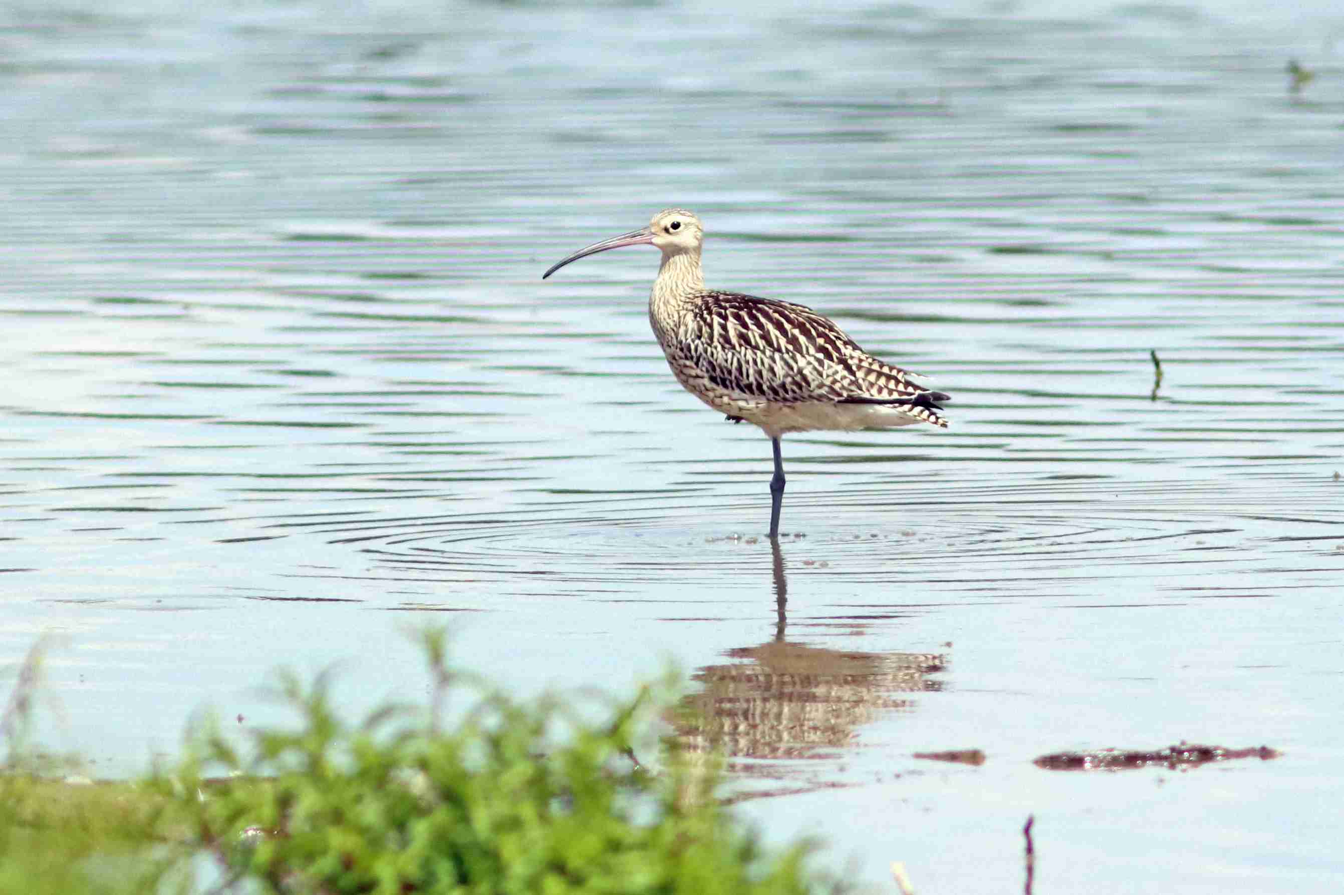(J. Neudert): Opakovaně jsou zde pozorovány 1 až 2 kolihy velké (Numenius arquata).
