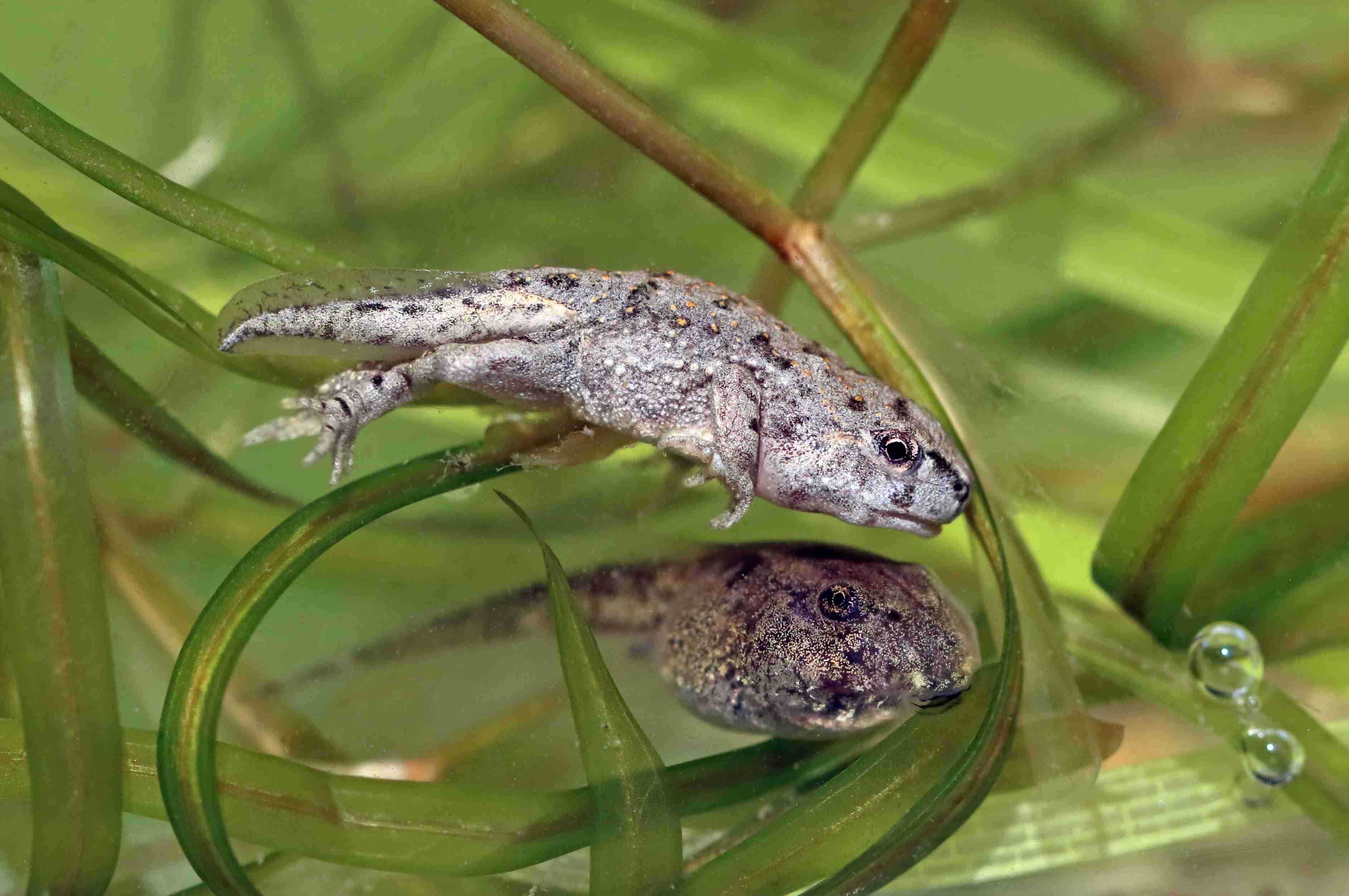 (J. Neudert): Úspěšné rozmnožení ropuchy zelené (Bufotes viridis) prozradilo velké množství pulců a metamorfujících žabek.