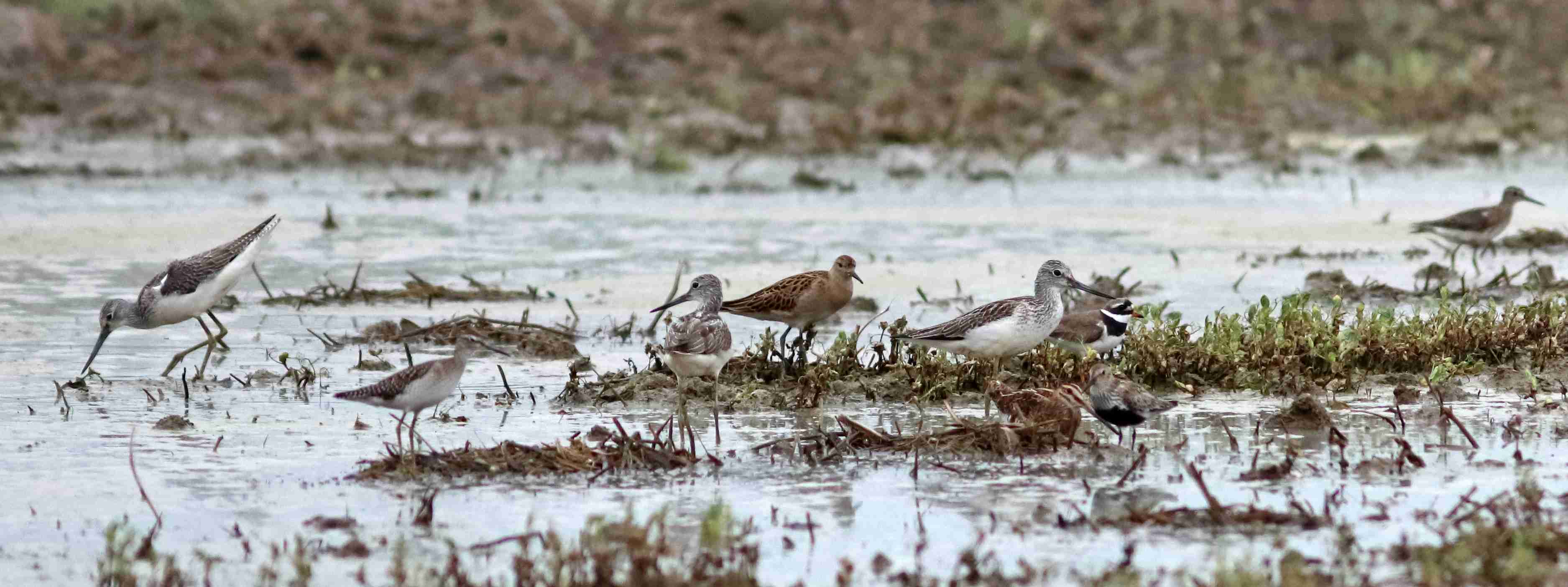 (J. Neudert): V mokřadu a okolí byla řada druhů bahňáků – např. vodouš šedý (Tringa nebularia), vodouš kropenatý (Tringa ochropus), vodouš bahenní (Tringa glareola), jespák bojovný (Calidris pugnax), jespák obecný (Calidris alpina) a bekasina otavní (Gallinago gallinago).