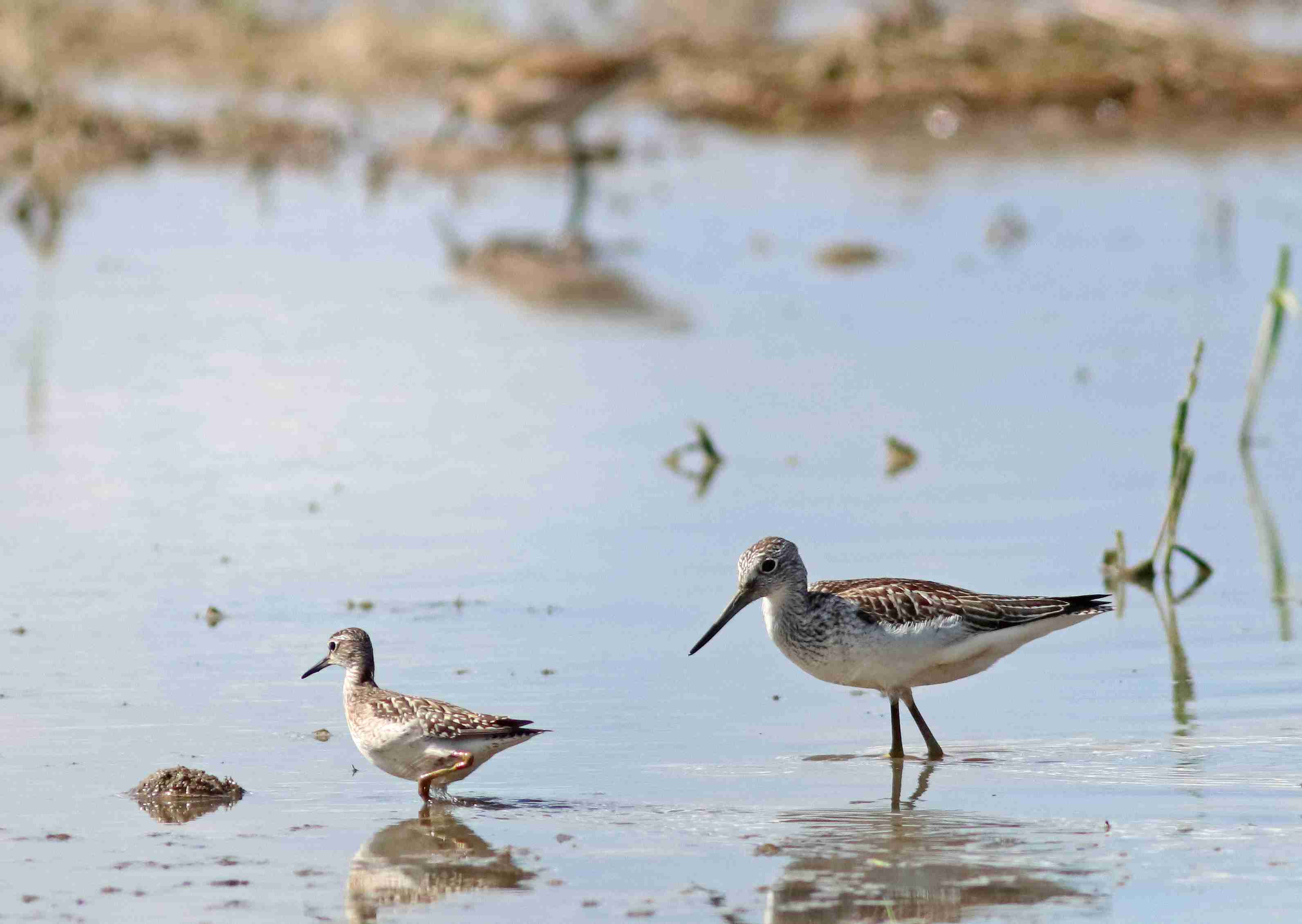 (J. Neudert): Větší vodouš šedý (Tringa nebularia) a vodouš bahenní (Tringa glareola).