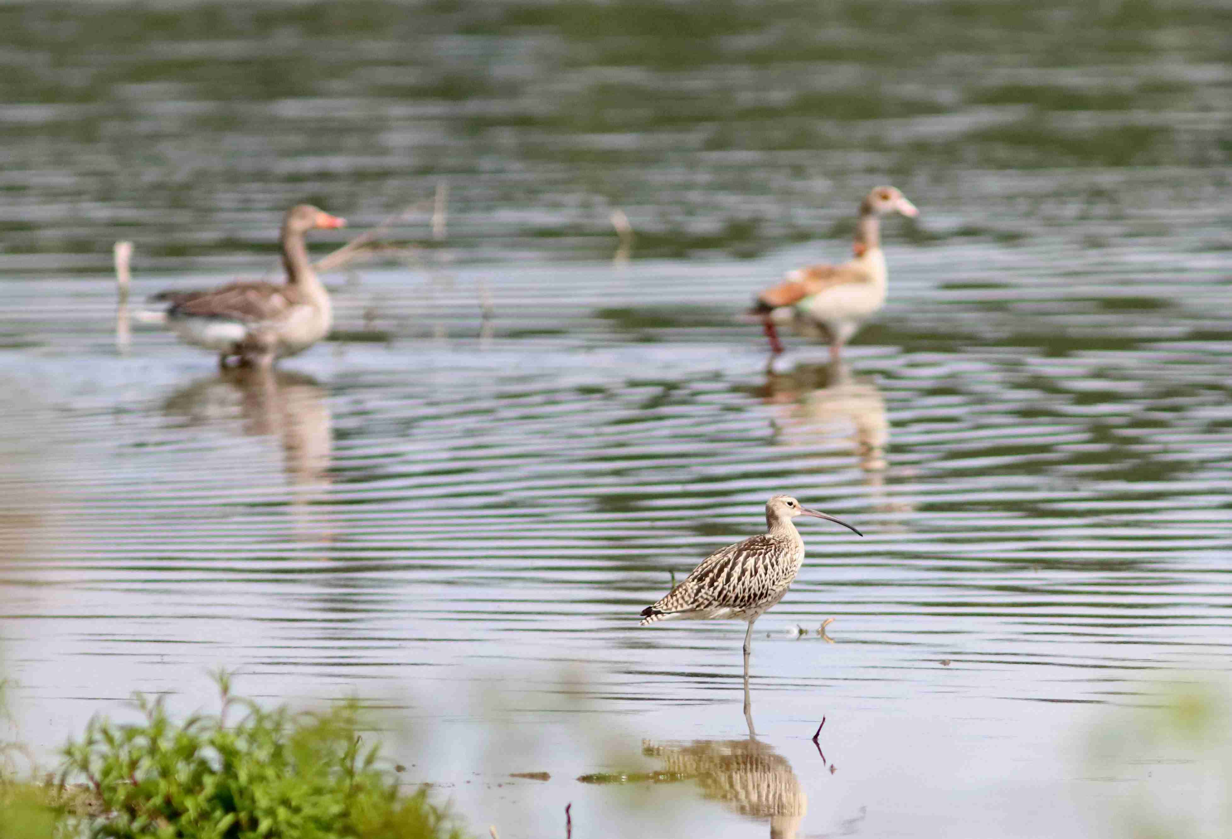 (J. Neudert): Koliha velká (Numenius arquata) a za ní husa velká (Anser anser) a invazní husice nilská (Alopochen aegyptiaca). Byly zde pozorovány rovněž husice liščí (Tadorna tadorna) a husice rezavé (Tadorna ferruginea).