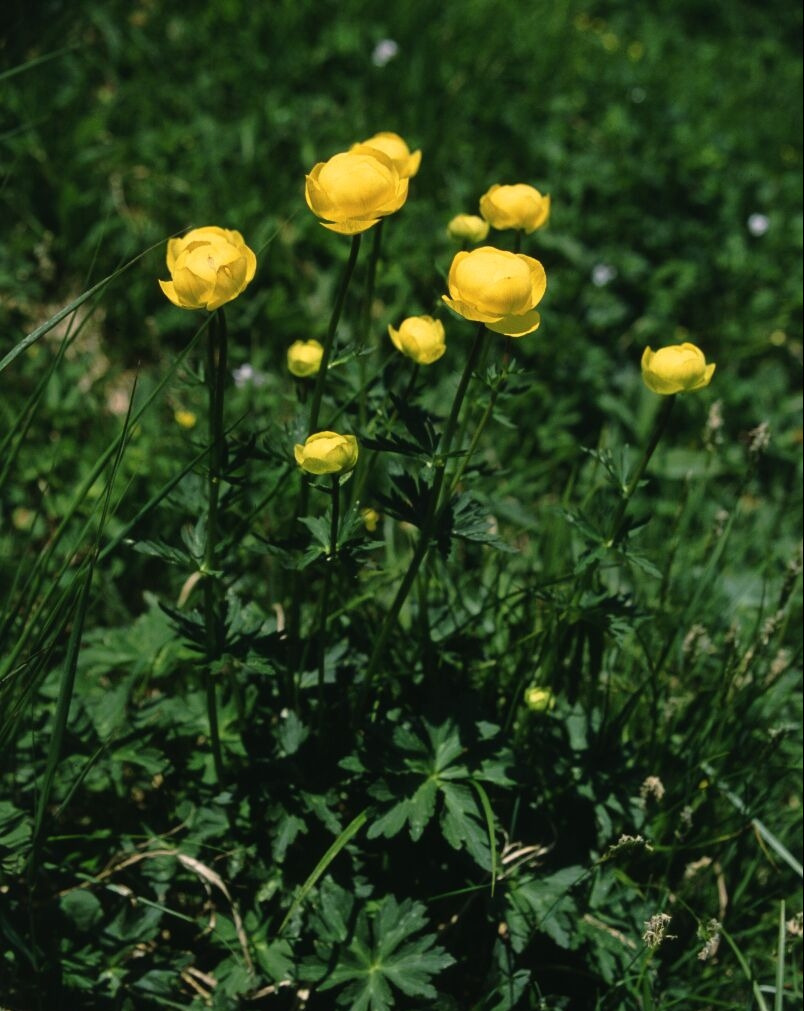 Trollius altissimus