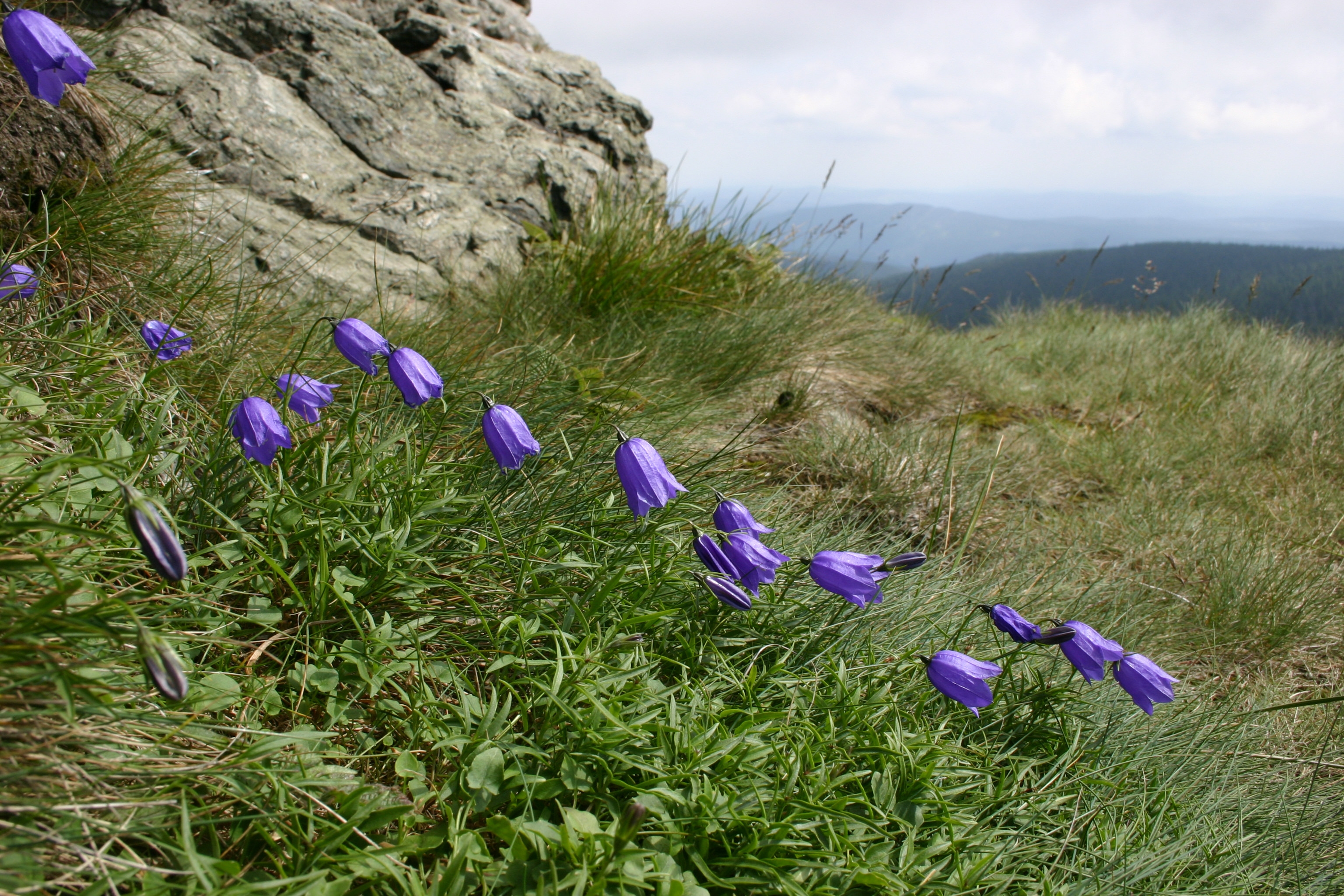 Campanula gelida