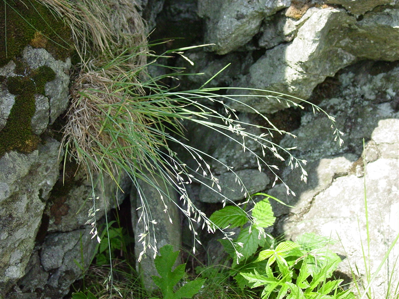 Poa riphaea